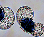 OnlineBooks - Biology